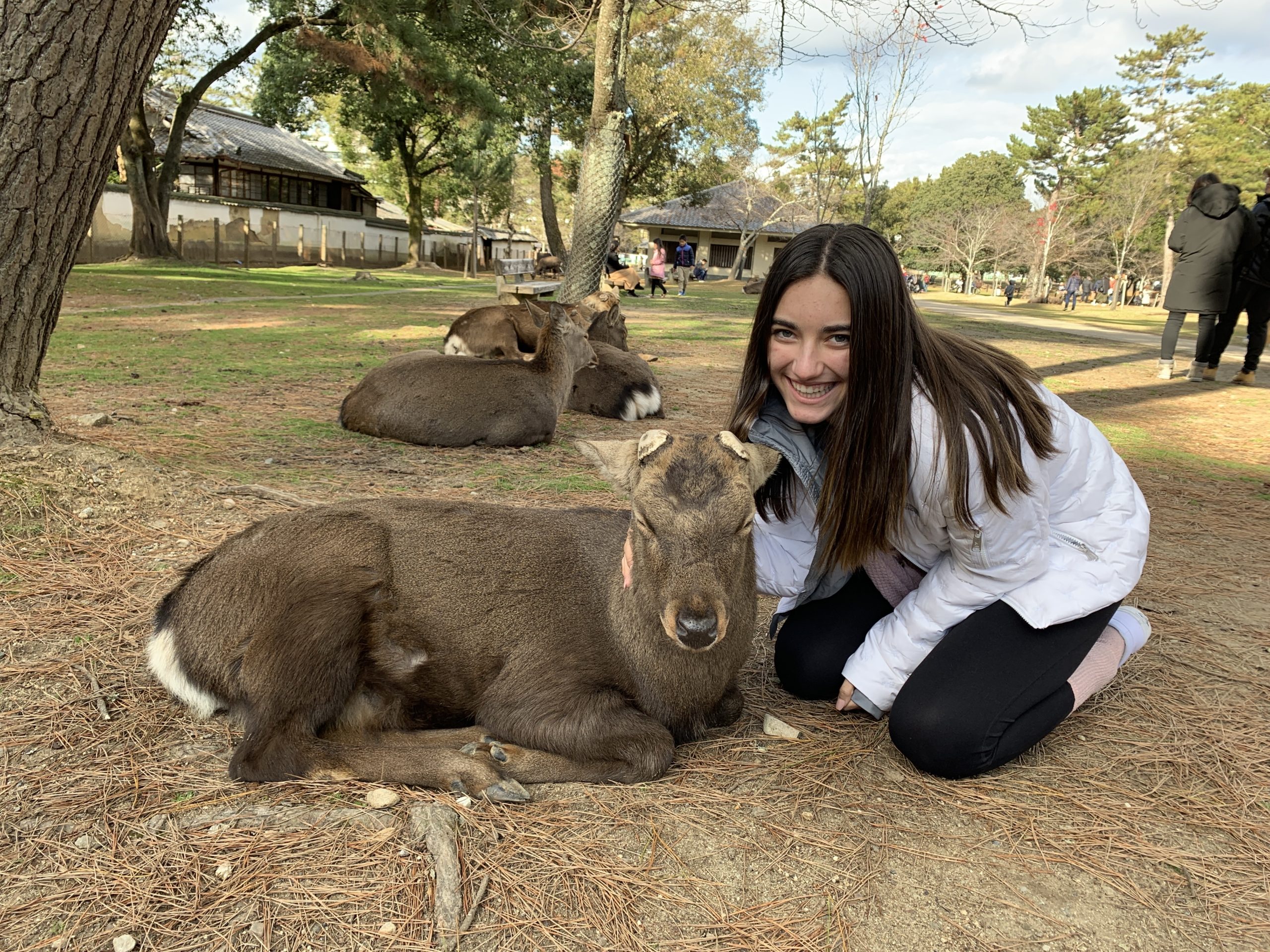 Nara Park, Japan